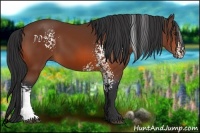 Horse Color:White Spotted Bay 