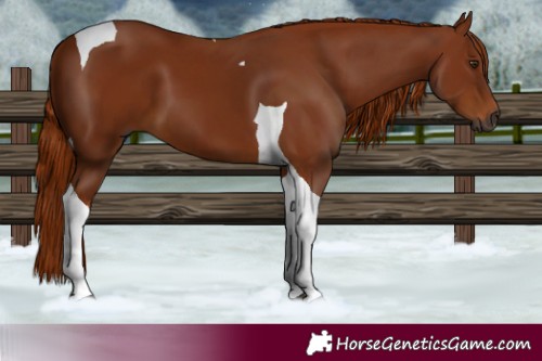 Horse Color:Gray Chestnut Tobiano 