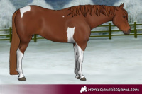 Horse Color:Gray Chestnut Tobiano 