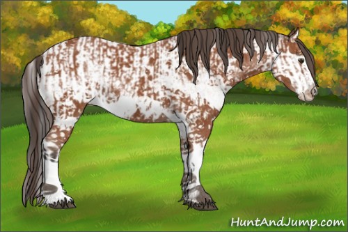Horse Color:White Spotted Bay Splash  and White Spotted Bay Splash Appaloosa 