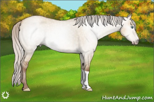Horse Color:Gray Silver Amber Champagne Roan Dun Tobiano 