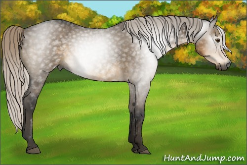 Horse Color:Gray Silver Smoky Grullo 