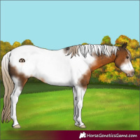 Horse Color:Chocolate Palomino Tobiano Frame Rabicano 