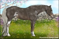 Horse Color:Liver Chestnut Sabino