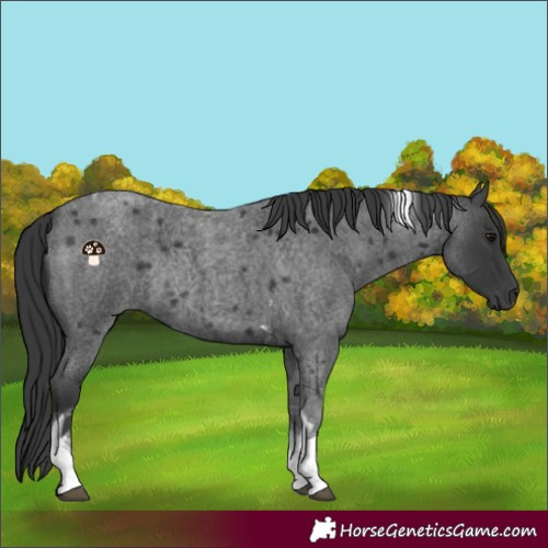 Horse Color:Blue Roan Tobiano Rabicano 