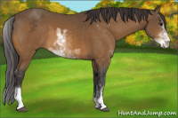 Horse Color:Buckskin Sabino