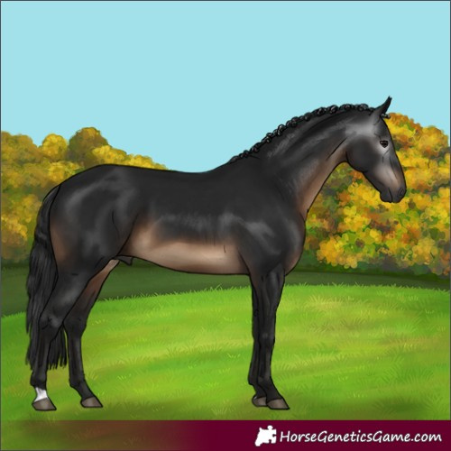 Horse Color:Gray Brown 