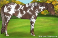 Horse Color:White Spotted Liver Chestnut