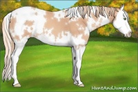 Horse Color:White Spotted Gold Champagne Splash