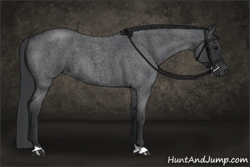 Horse Color:Blue Roan 