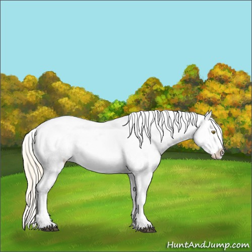Horse Color:Palomino Near Leopard  and Palomino Near Leopard 