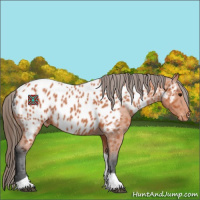 Horse Color:Bay Tobiano Near Leopard