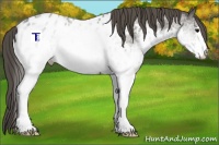 Horse Color:White Spotted Grullo Appaloosa 