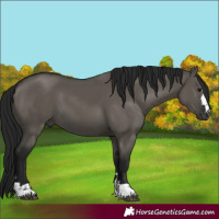 Horse Color:Gray Smoky Grullo 
