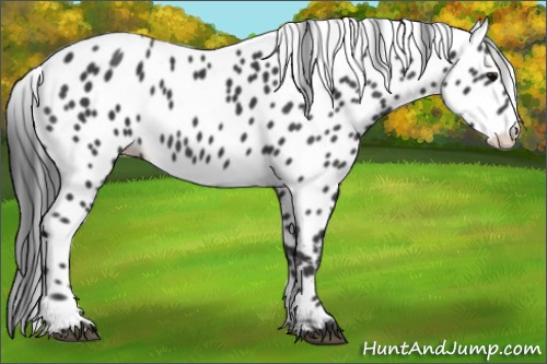 Horse Color:Black Appaloosa