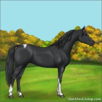 Horse Color:Black Tobiano