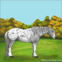 Horse Color:White Spotted Black Splash Tobiano Frame Appaloosa 