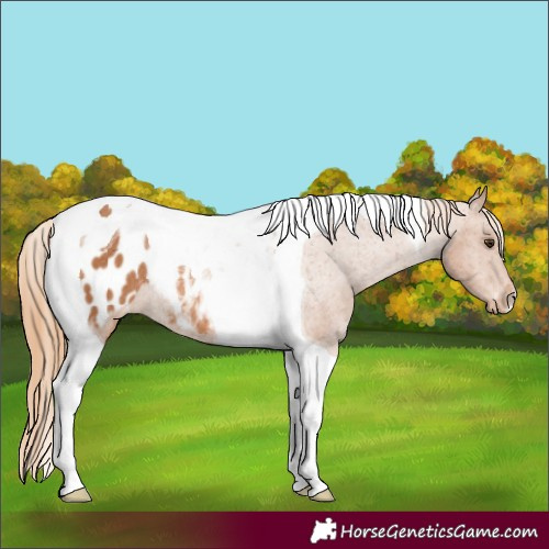 Horse Color:Chestnut Tobiano Blanket Rabicano