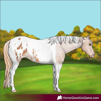 Horse Color:Chestnut Tobiano Blanket Rabicano 