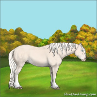Horse Color:Cremello Tobiano 