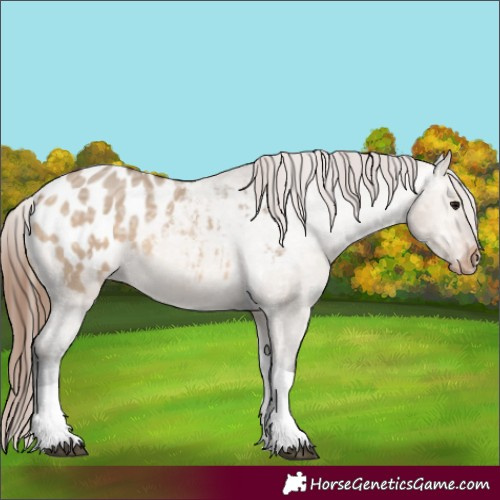 Horse Color:Bay Ice Dun Tobiano Appaloosa 