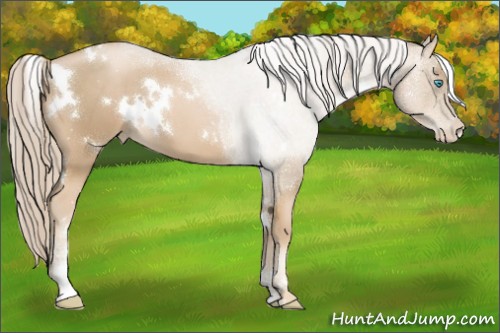Horse Color:White Spotted Chocolate Palomino Pearl Sabino