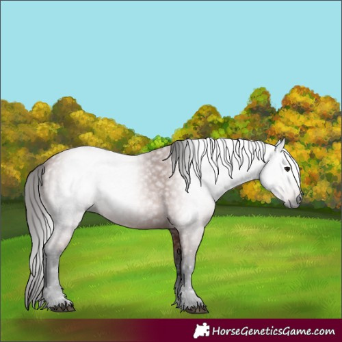 Horse Color:Gray Bay 