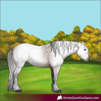 Horse Color:Gray Bay