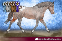 Horse Color:Brown Appaloosa Rabicano