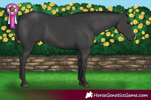 Horse Color:Black 