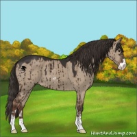 Horse Color:Liver Red Dun Sabino Brindle 