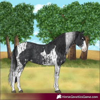 Horse Color:Blue Roan Sabino Splash  and Black Sabino Splash Tobiano 