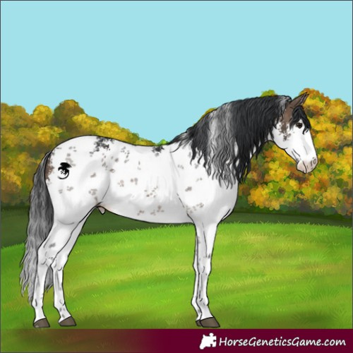 Horse Color:White Spotted Brown Dun Sabino 