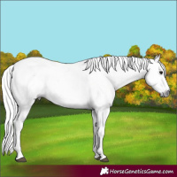Horse Color:Gray Bay Dun Appaloosa 