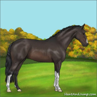 Horse Color:Brown 