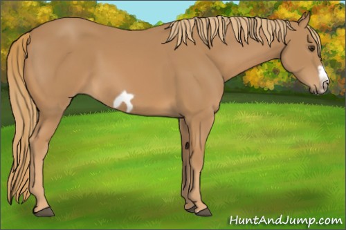 Horse Color:Chestnut Splash Frame 
