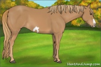 Horse Color:Chestnut Splash Frame