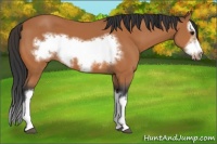 Horse Color:Bay Splash Frame