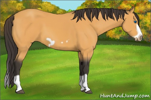 Horse Color:Buckskin Splash Frame 