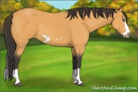 Horse Color:Buckskin Splash Frame