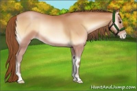 Horse Color:Bay Pearl Onyx 