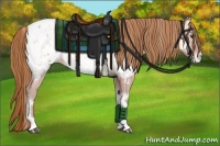Horse Color:Bay Pearl Onyx Mushroom Appaloosa