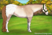 Horse Color:Bay Pearl Onyx Mushroom Appaloosa
