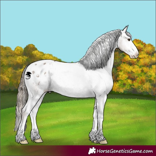 Horse Color:White Spotted Liver Red Dun Sabino Appaloosa 