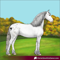 Horse Color:White Spotted Liver Red Dun Sabino Appaloosa 