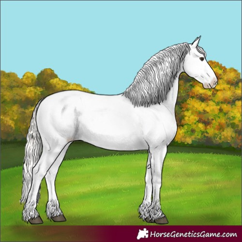 Horse Color:White Spotted Liver Red Dun Mushroom Appaloosa 