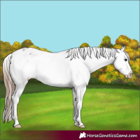 Horse Color:Grullo Roan Appaloosa Rabicano 