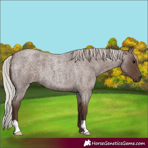 Horse Color:Silver Blue Roan 