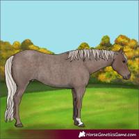 Horse Color:Silver Blue Roan 