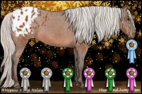 Horse Color:Silver Bay Appaloosa 